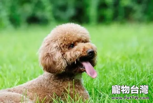 泰迪犬價格