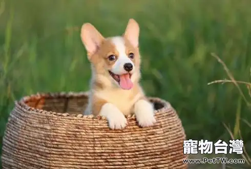 柯基犬價格