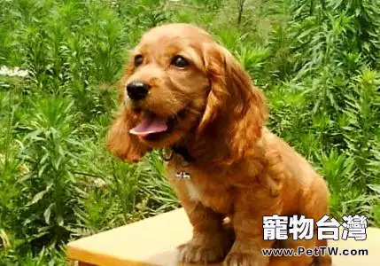 可卡犬智商