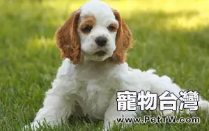 可卡犬智商