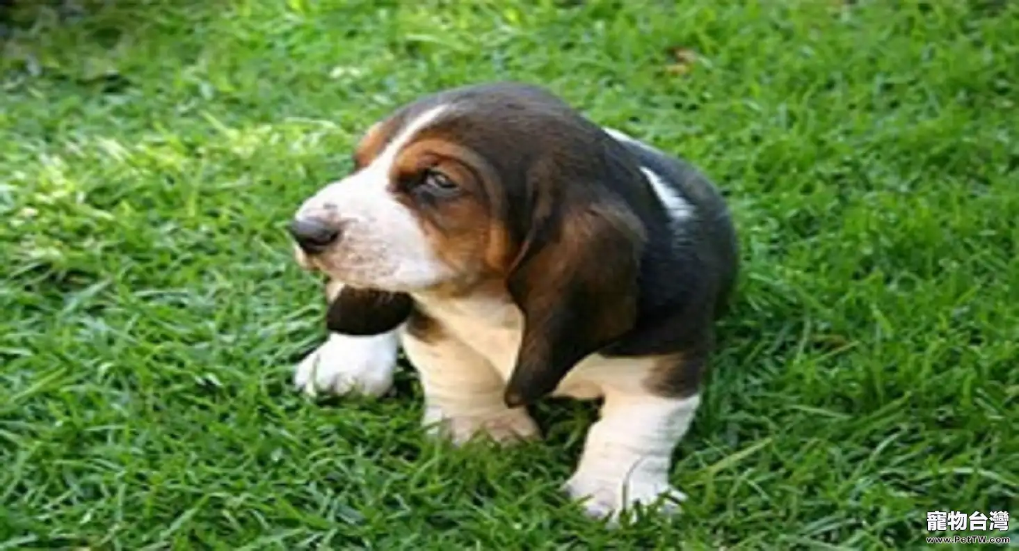 巴吉度犬適合家養嗎?巴吉度犬怎麼樣?(共2張圖片)-寵物台灣