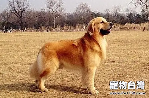 黃金獵犬性格