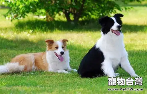 邊境牧羊犬多大訓練