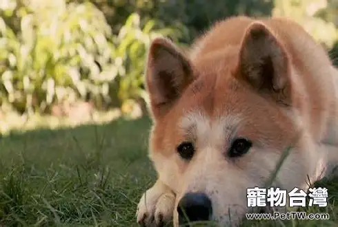 秋田犬為什麼禁養