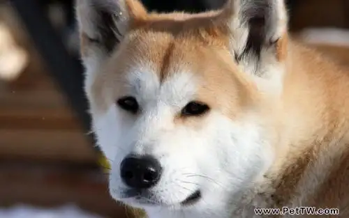 秋田犬為什麼禁養