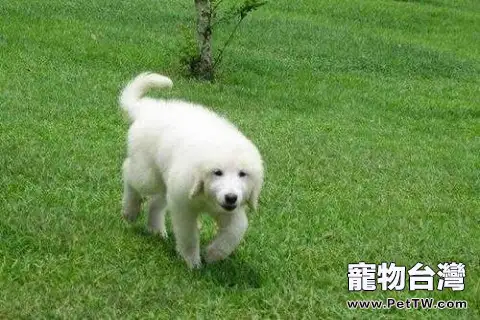 大白熊犬怎麼養