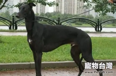 格力幼犬怎麼挑選