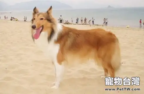 蘇格蘭牧羊犬介紹