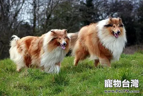 蘇格蘭牧羊犬介紹