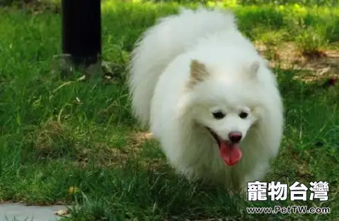 狐狸犬和博美