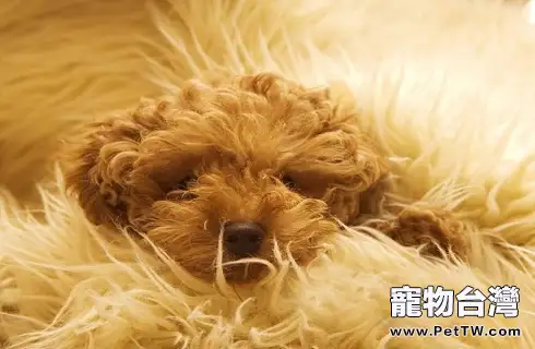 貴賓犬眼屎多是什麼原因導致的？