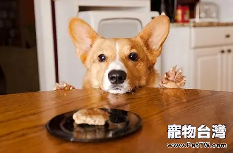 怎麼樣能讓柯基犬改掉挑食的毛病？