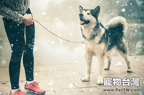 阿拉斯加不愛吃飯,愛吃零食怎麼辦?(共3張圖片)-寵物台灣