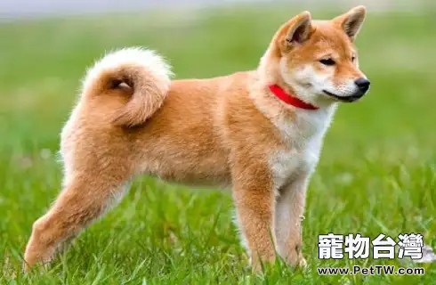 秋田犬眼睛上有紅色的淚痕是正常的嗎?(共3張圖片)-寵物台灣