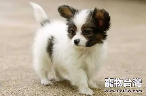 什麼樣的蝴蝶犬才算是純種的?(共3張圖片)-寵物台灣