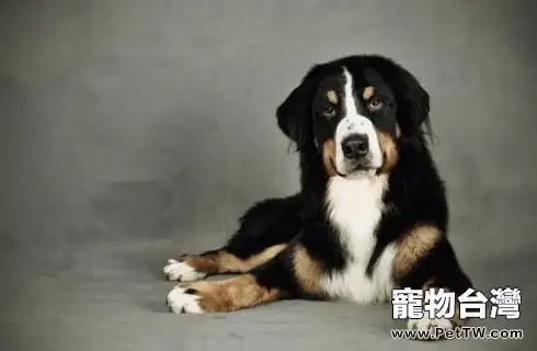 狗狗吃太飽會不會有什麼危害?(共3張圖片)-寵物台灣