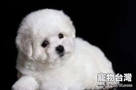 比熊 犬（卷毛比雄犬）產後要注意哪些事情？