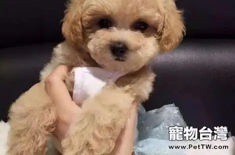 泰迪犬吃多了怎麼辦？每頓應該吃多少？