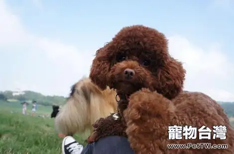 泰迪犬吃多了怎麼辦？每頓應該吃多少？