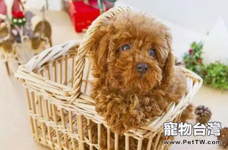 泰迪犬尿黃是上火了嗎？