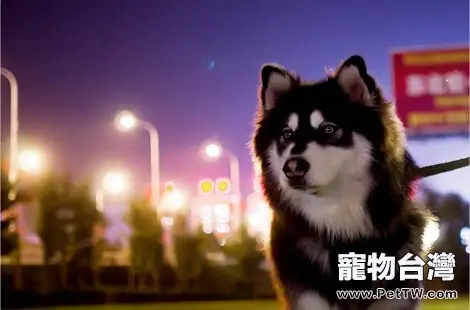 阿拉斯加母犬需要做絕育手術嗎？