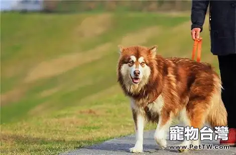 阿拉斯加母犬需要做絕育手術嗎？