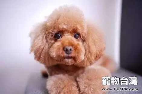 剛斷奶的泰迪犬要如何餵養？