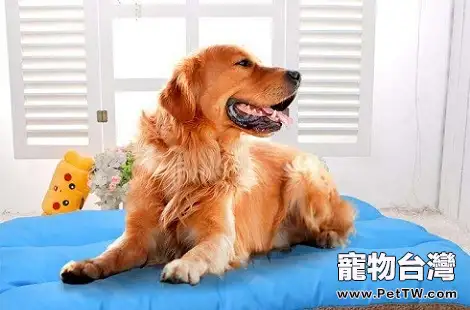 沒交配過的黃金獵犬不會配種怎麼辦？