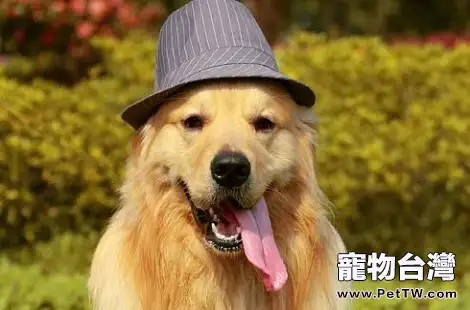 沒交配過的黃金獵犬不會配種怎麼辦？