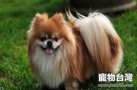 博美 犬（松鼠狗）大便乾燥、排便困難怎麼辦？