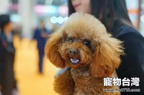 泰迪犬身上癢是皮膚病嗎？