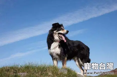 邊境牧羊犬究竟好不好養？