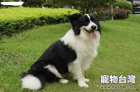 為什麼邊境牧羊犬特別不喜歡被人抱？