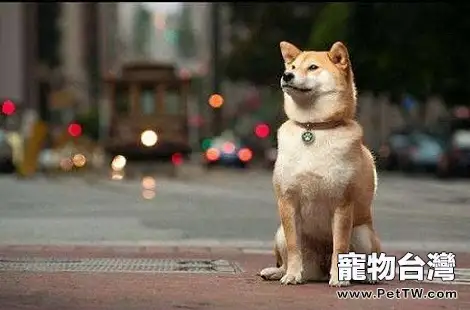 柴犬不立耳真的是品相不好嗎？