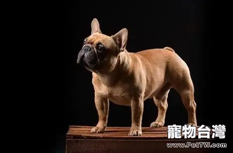 法國鬥牛犬吃羊肉有什麼好處？