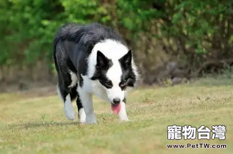 邊境牧羊犬晚上一直叫擾人休息?