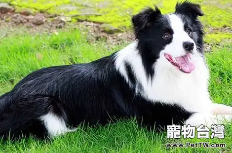 家養的邊境牧羊犬特別喜歡鬼叫，真是氣人！