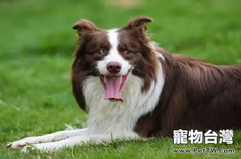 家養的邊境牧羊犬特別喜歡鬼叫，真是氣人！