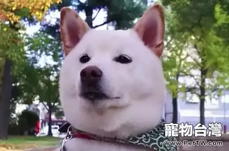 為什麼白色柴犬是最少的？