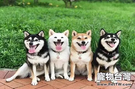 為什麼這些年柴犬受到了這麼多人的喜愛?(共3張圖片)-寵物台灣