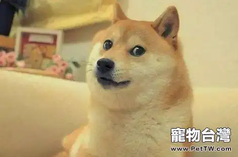 柴犬有這麼多的缺點,你還愛它嗎?(共3張圖片)-寵物台灣