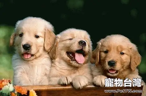 有沒有什麼辦法預防金毛髖關節問題?(共3張圖片)-寵物台灣
