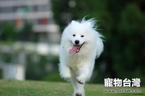 怎麼讓薩摩耶的毛髮變得順滑光澤？