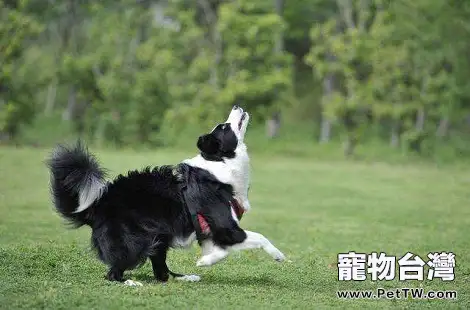 邊境牧羊犬肚子上起小紅疙瘩是皮膚病嗎?