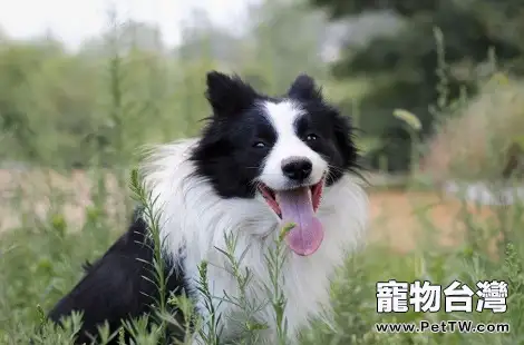 邊境牧羊犬肚子上起小紅疙瘩是皮膚病嗎?