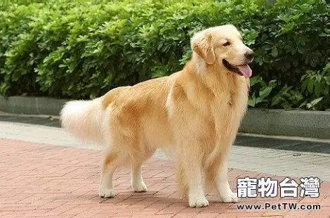 黃金獵犬這麼溫順為什麼會咬人?(共3張圖片)-寵物台灣