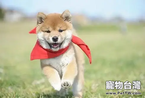 你知道嗎?柴犬和秋田犬有著明顯的區別!(1圖)-寵物台灣