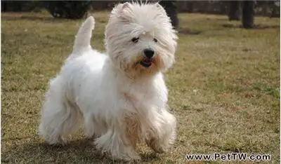 「狗狗打噴嚏怎麼回事?」具體原因具體分析(1圖)-寵物台灣