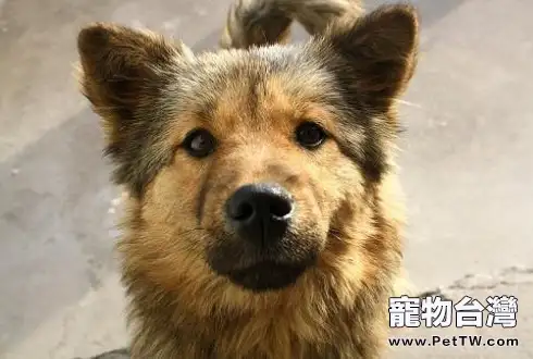 狂犬疫苗價格一覽表，進口或國產直接影響價格