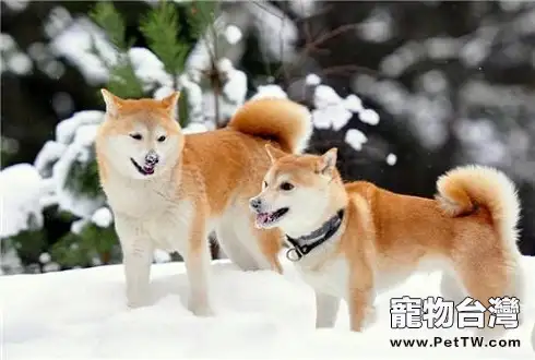 柴犬智商排名第幾,它們聰明嗎?(1圖)-寵物台灣